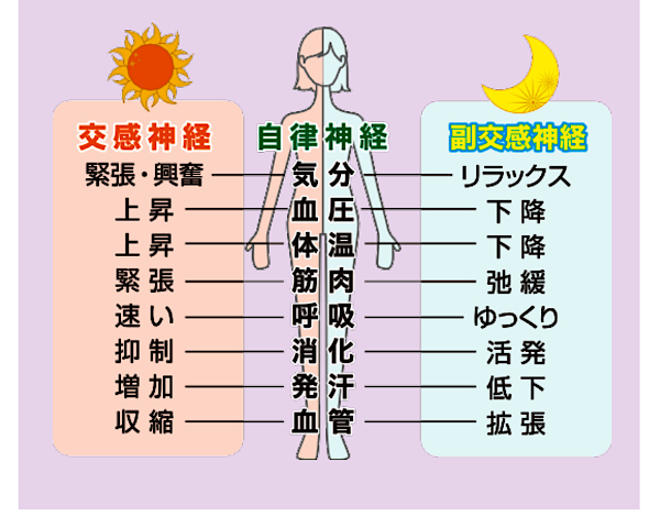 自律神経とは